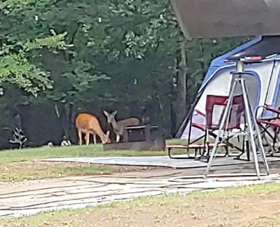 Hickory Creek COE Campground
