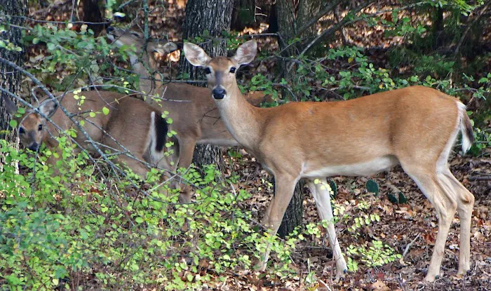 Hickory Creek COE Campground 6