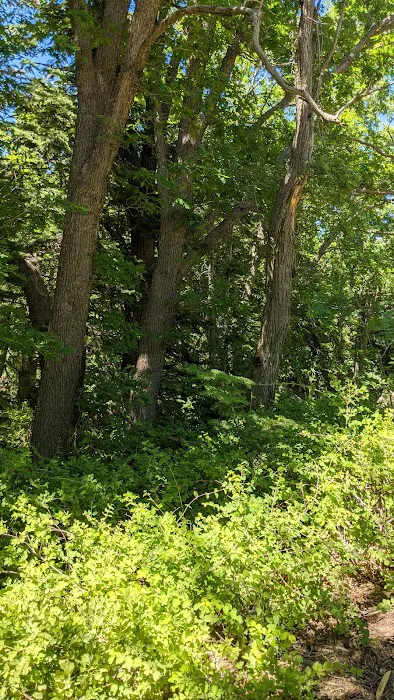 Kellner Campground 7