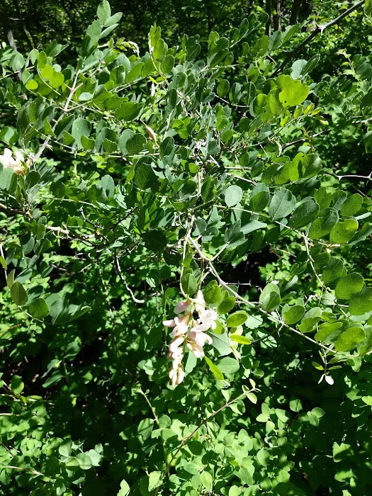 Kellner Campground 6