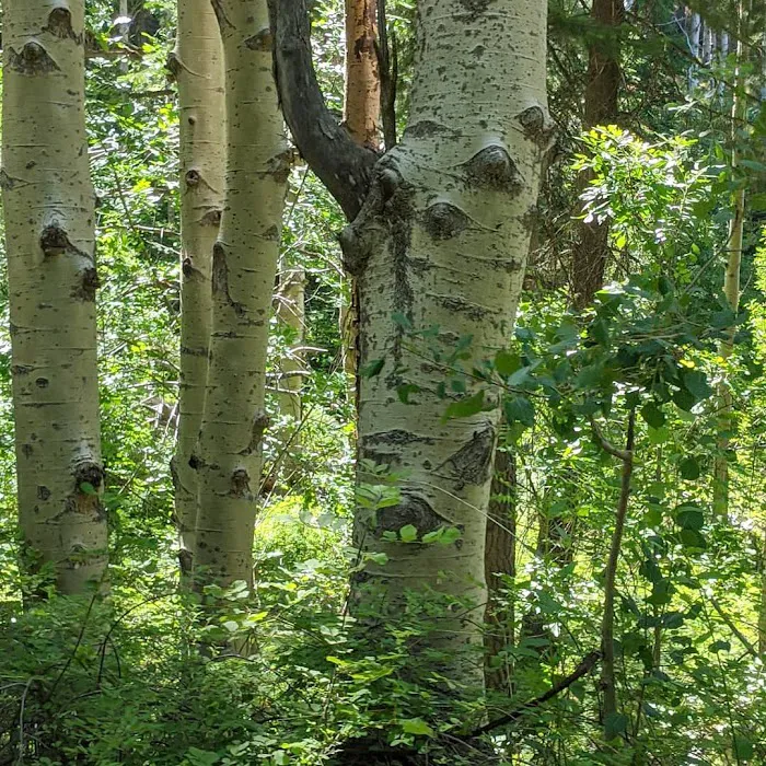Kellner Campground 5