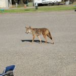 Vandenberg SFB FamCamp