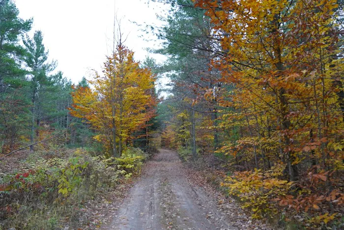 Pine Grove State Forest Campground 2