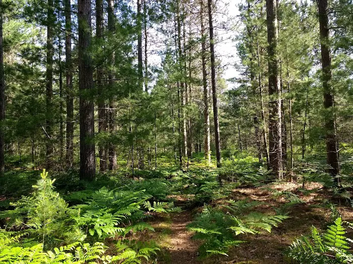 Pigeon Bridge State Forest Campground 7