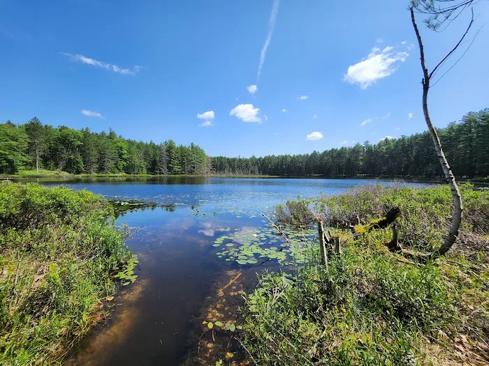 Round Lake State Forest Campground 8