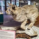 Hartwick Pines State Park Campground