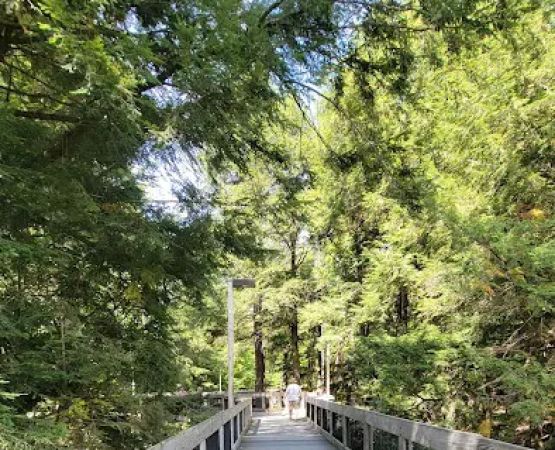 Hartwick Pines State Park Campground