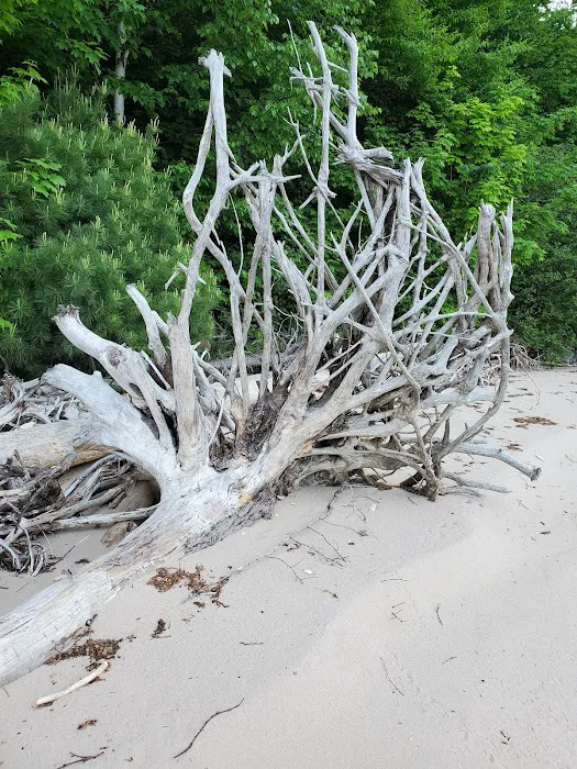 Driftwood Campsite 3