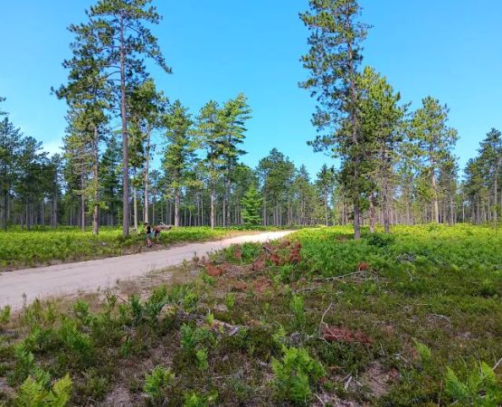 Bodi Lake State Forest Campground