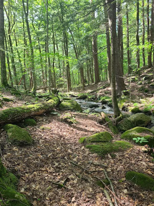 McClintock Campground 4