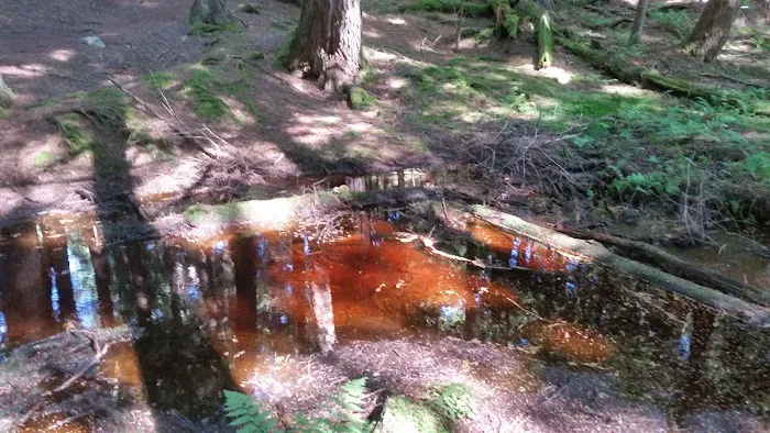 Balsam Campground 5