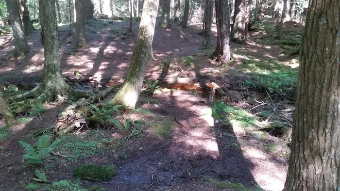 Balsam Campground 7