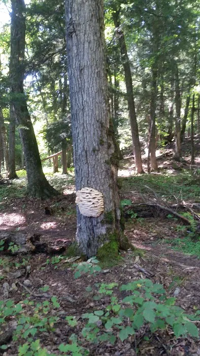 Balsam Campground 2