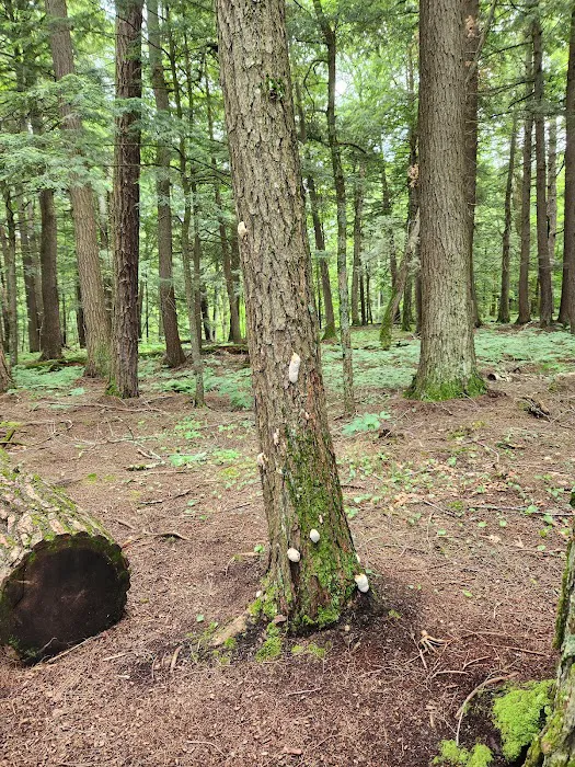Union River Outpost Campground 0