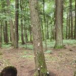 Union River Outpost Campground