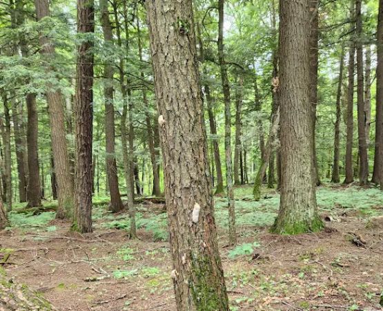 Union River Outpost Campground