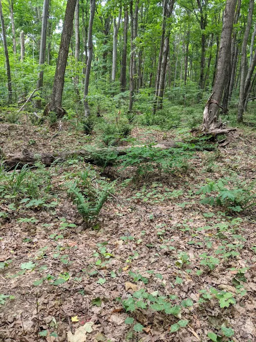 Cliffs Group Campsite 3