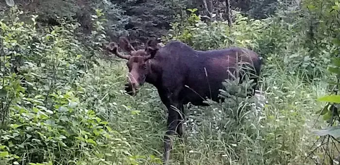 Feldtmann Lake Campground 5