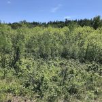 East Chickenbone Lake Campground