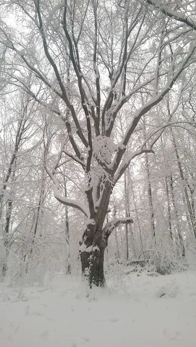 P.L. Graham Park / Campground 1