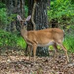 Sunny Days RV Park & Campground