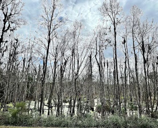 Creek fire