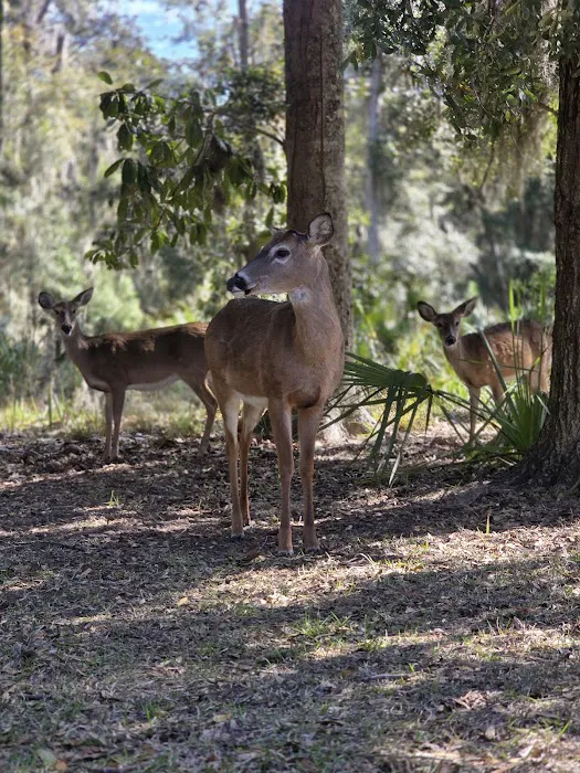 Fort McAllister Campground 4