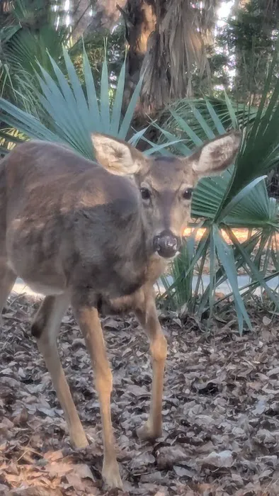 Fort McAllister Campground 8