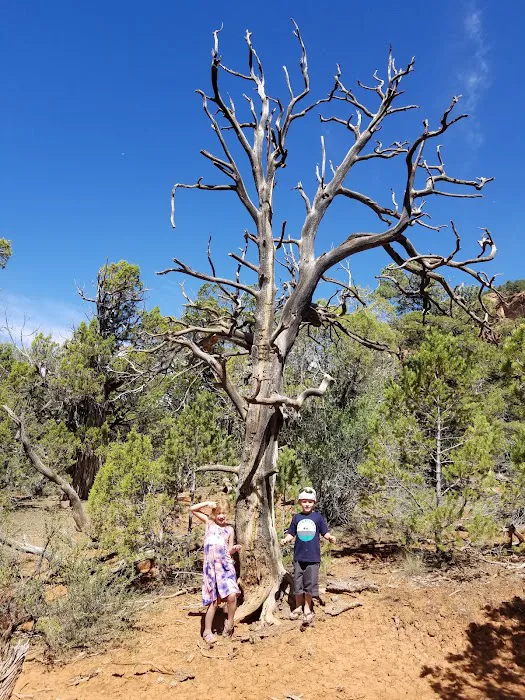 Dominguez Campground 3