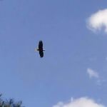 Big Fir Public Use Area