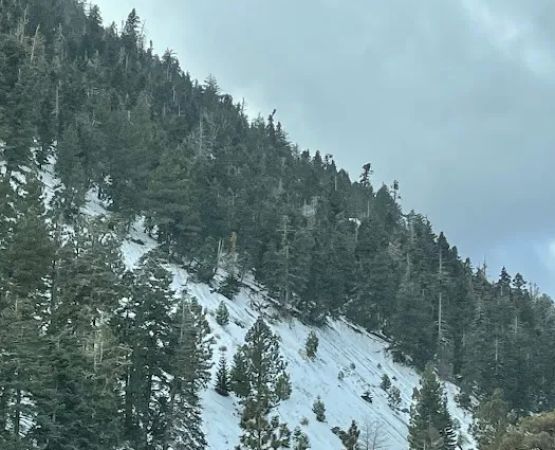 Lions Camp at Wrightwood