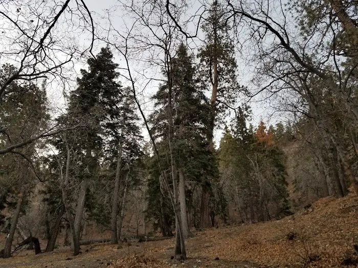 Lions Camp at Wrightwood 2