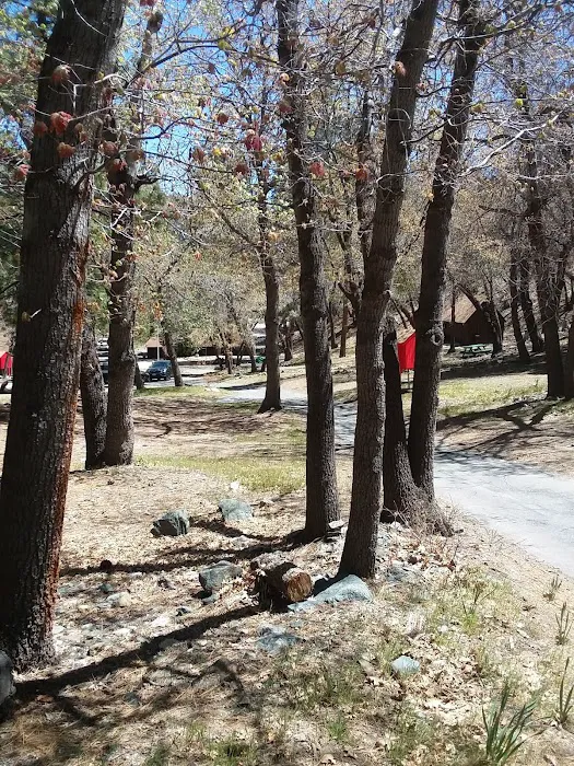 Lions Camp at Wrightwood 7