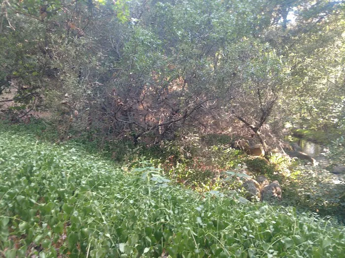 Leavis Flat Campground 9