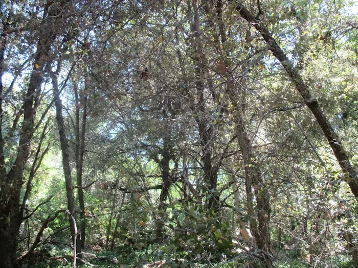 Quail Valley Recreational Village 7