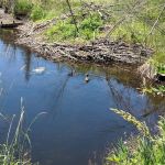 Bonaparte Lake Campground