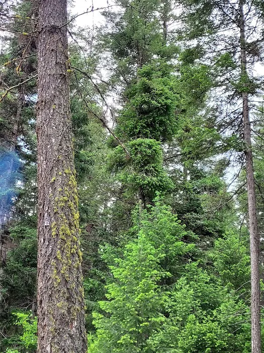 Bonaparte Lake Campground 8