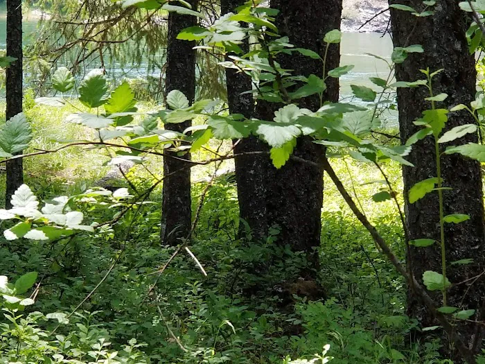 Pioneer Park Campground 7