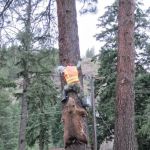 Big Pines Recreation Site