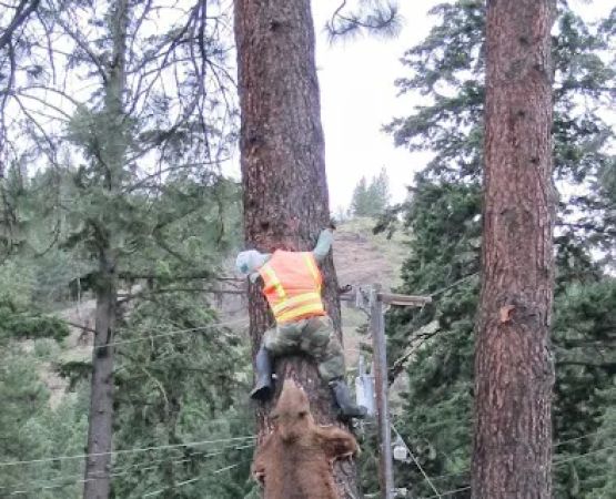 Big Pines Recreation Site