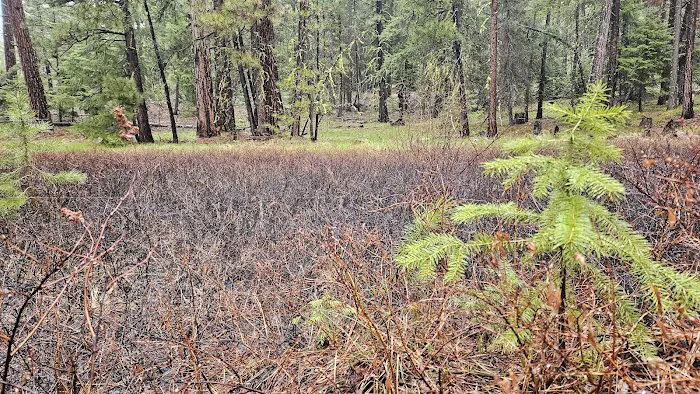 Ahtanum Meadow Campground 4