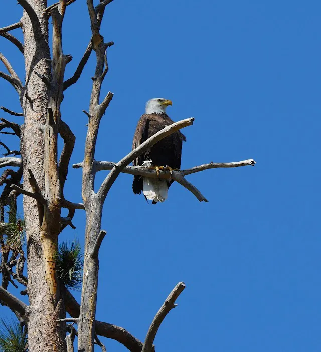 Lmuma Creek Recreation Site 8