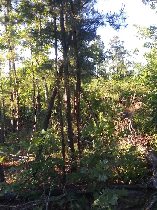 Winding Stair Campground 6