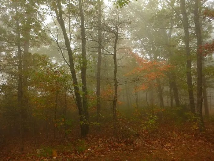 Winding Stair Campground 4