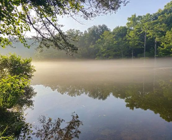 Fern Campground