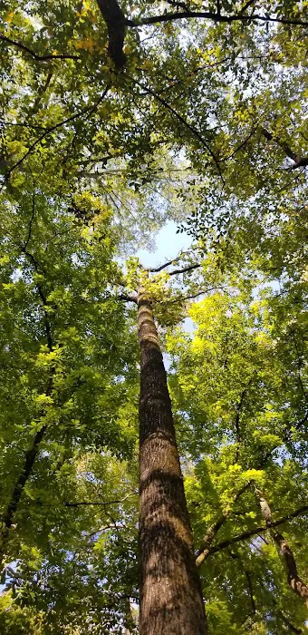 Cypress Campground 4