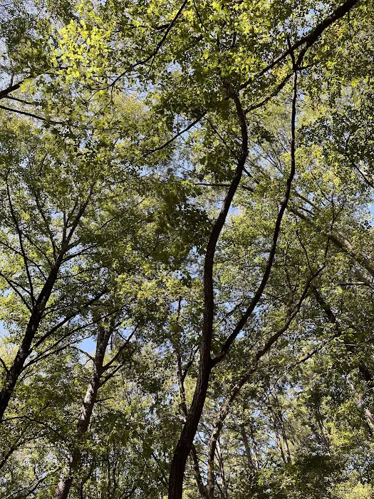 Cypress Campground 9