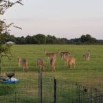 Sheppard Recreation Annex