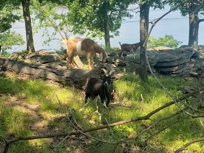 The real Goat Island 1