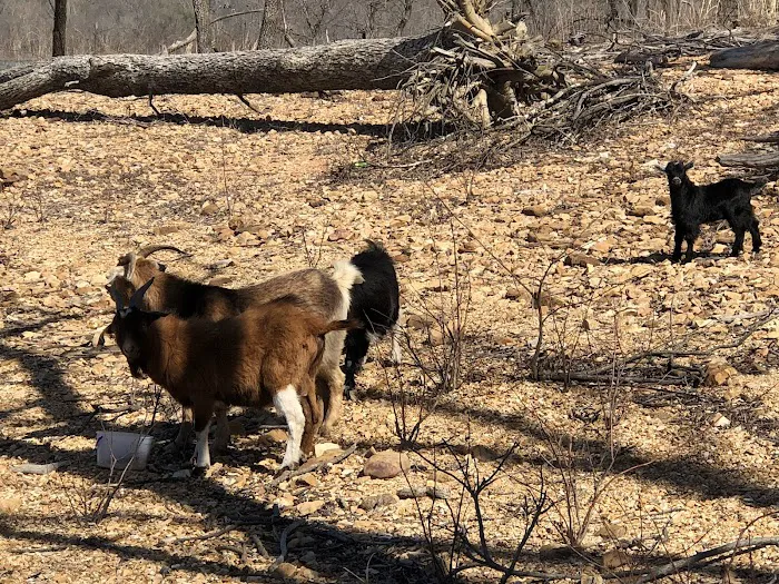 The real Goat Island 8